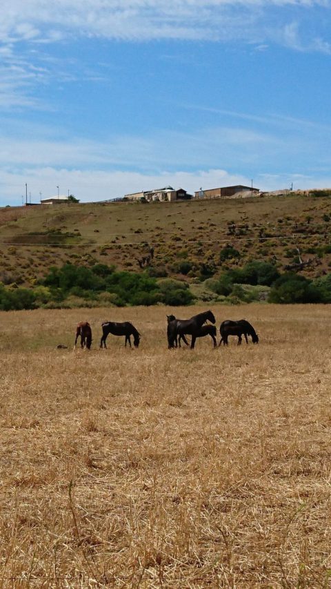 Horses